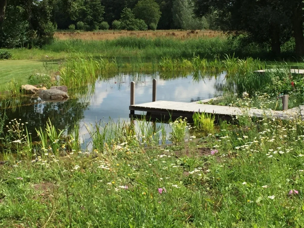 Natuurlijke zwemvijver met houten steiger en wilde bloemen in Overijssel