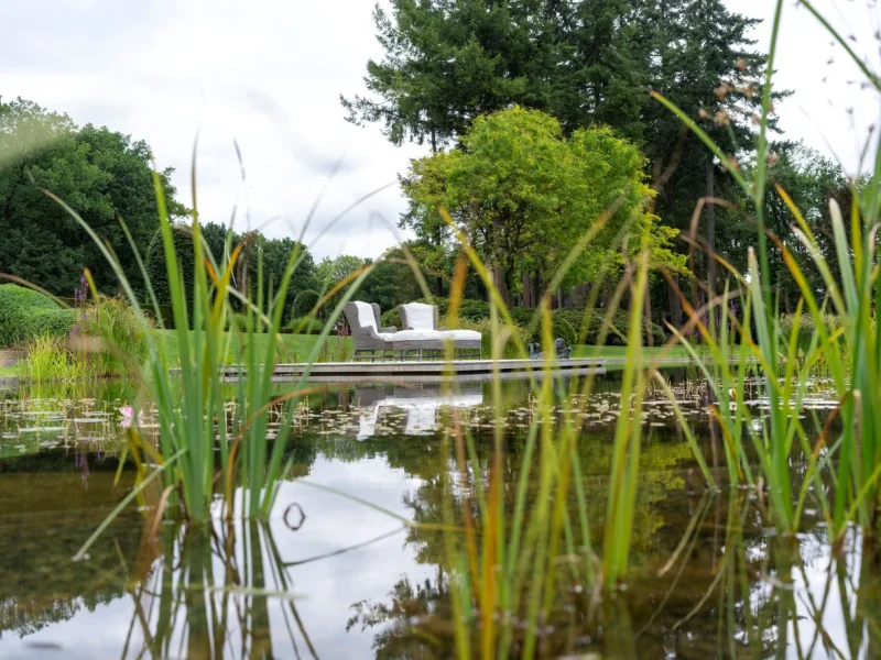 Natuurlijke zwemvijver met waterplanten en houten vlonder