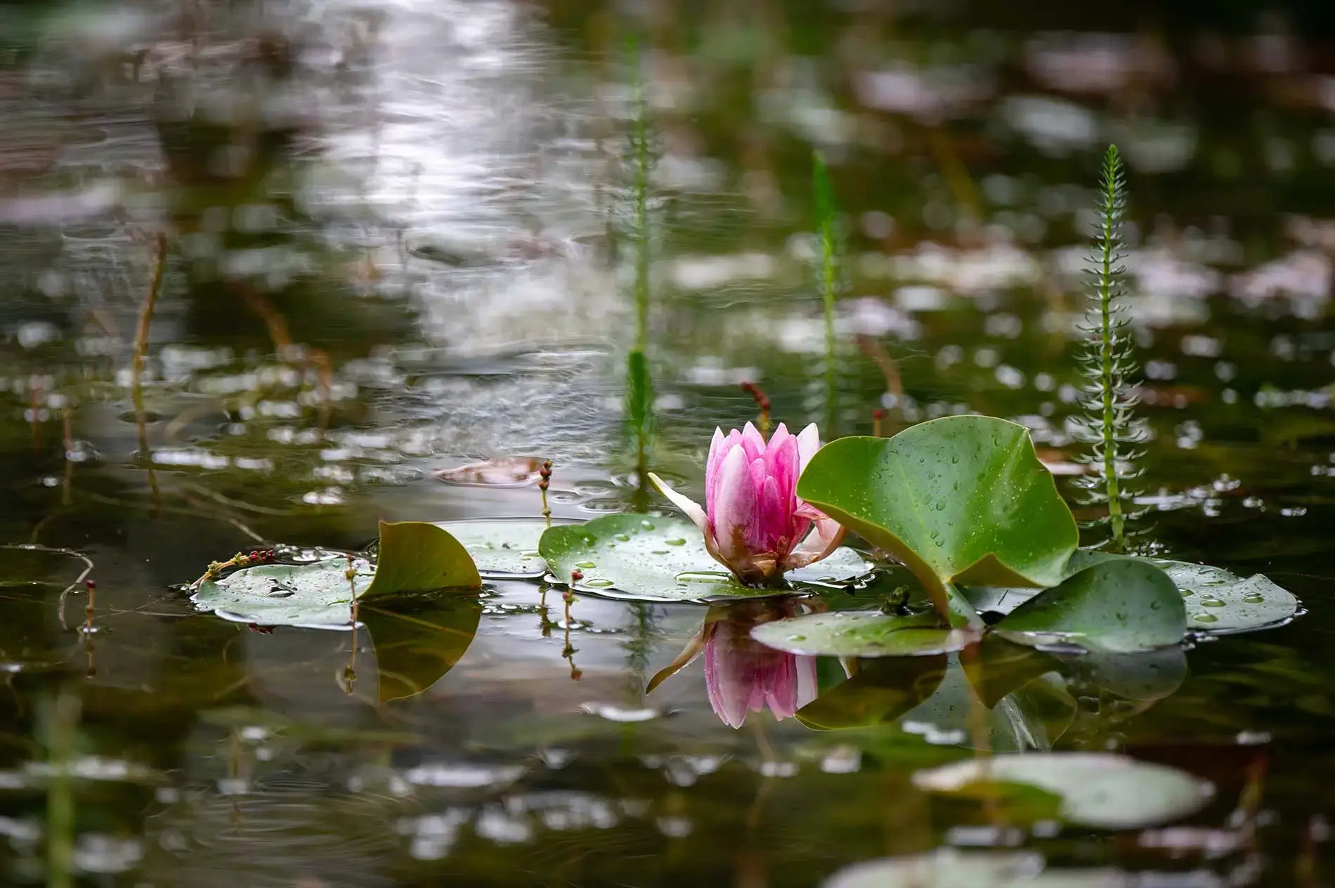 zwemvijver-gardenSwimm-zeeland-19